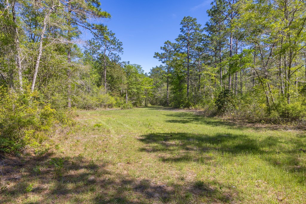 165-acres Harrison Road Kinston, AL 36453 - Photo 11 of 26