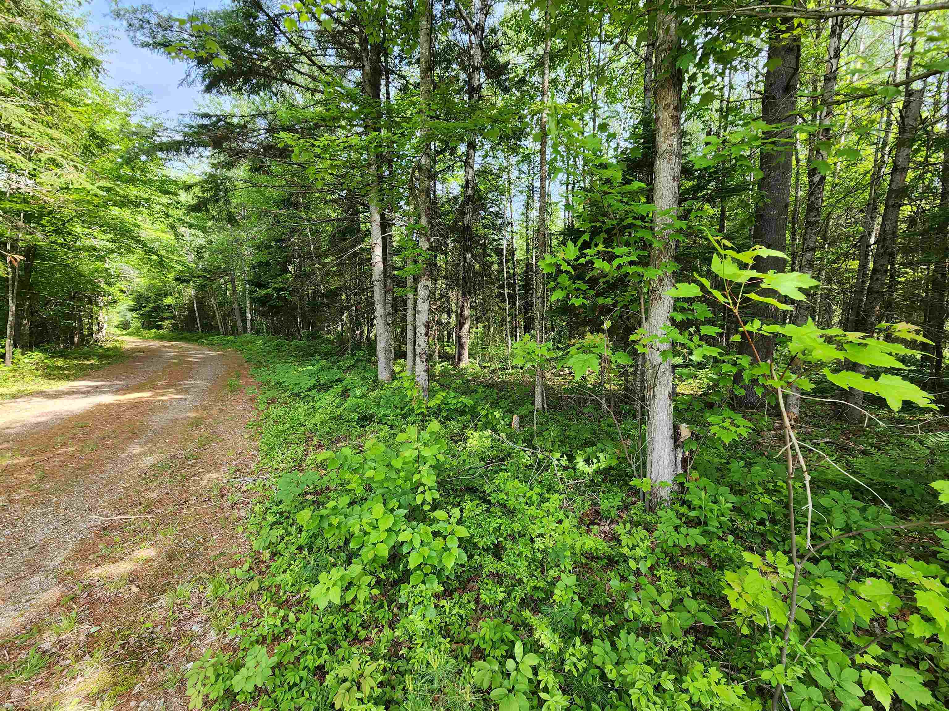 0 Boise Cascade Road Dummer, NH 03588 - Photo 9 of 17
