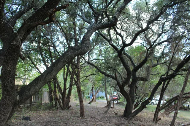 a view of tree next to a large tree