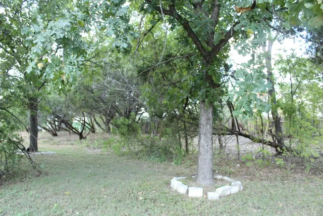 a view of a tree in a yard