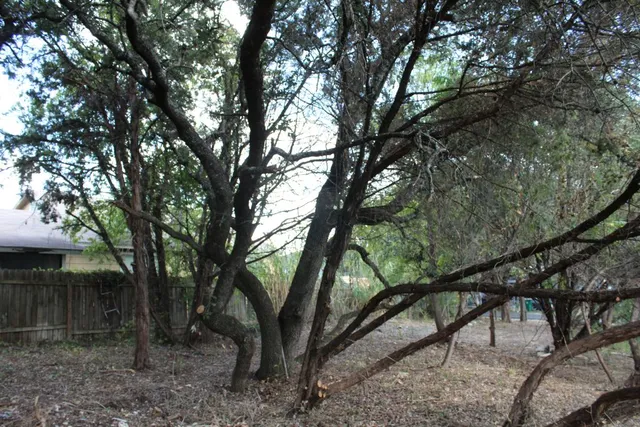 a view of backyard with large trees and wooden fence