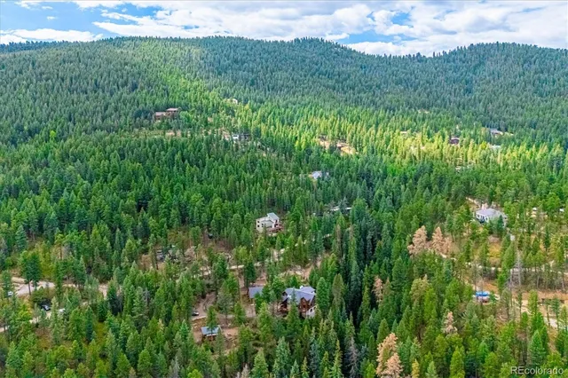 a view of a lush green forest