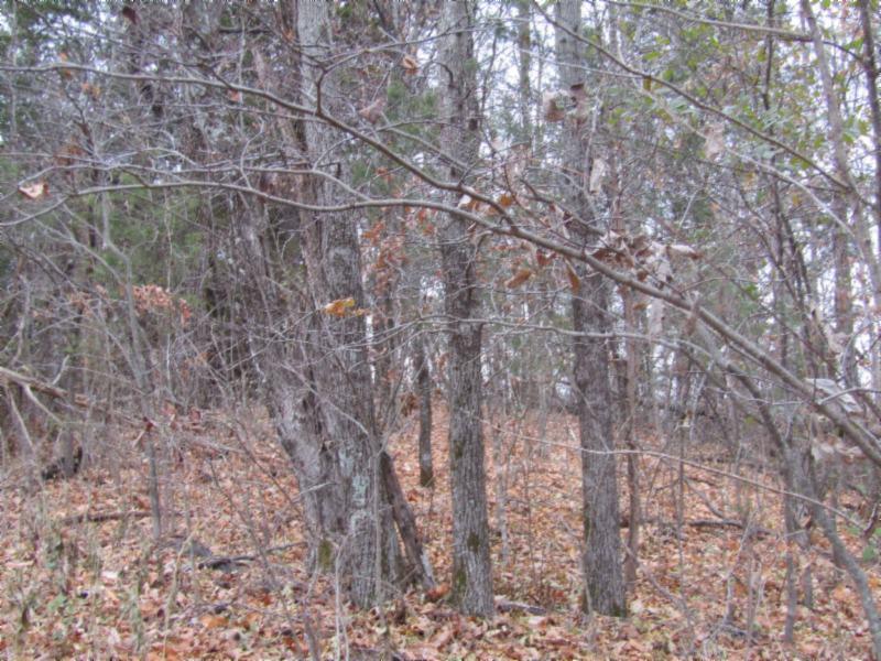 13-ac Upper Crab Road Jamestown, TN 38556 - Photo 8 of 16 IMG_5994