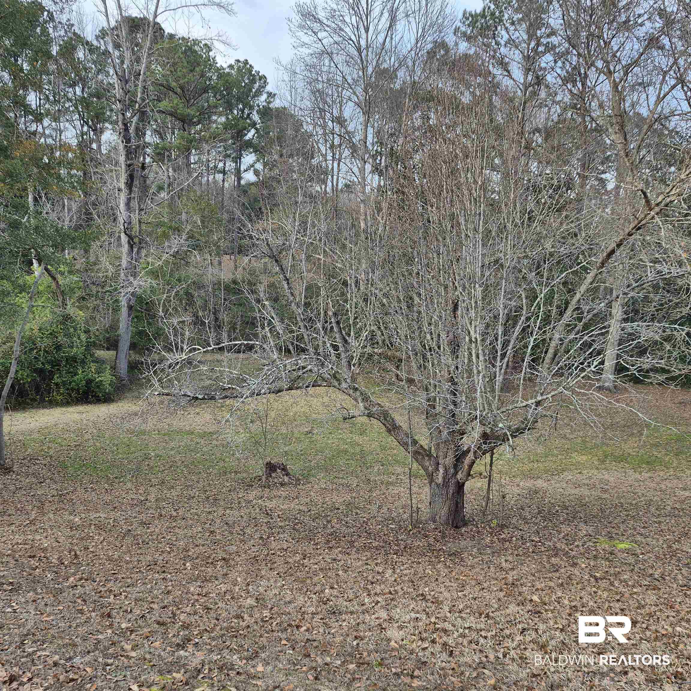 308 Rural Street Evergreen, AL 36401 - Photo 36 of 40 View of undeveloped land