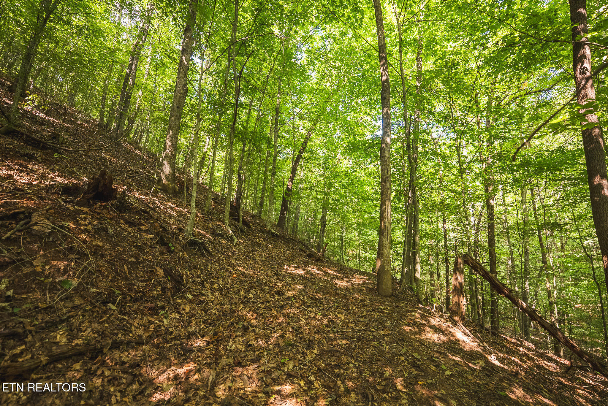 Watson Hollow Road Speedwell, TN 37870 - Photo 15 of 37 DSC03651