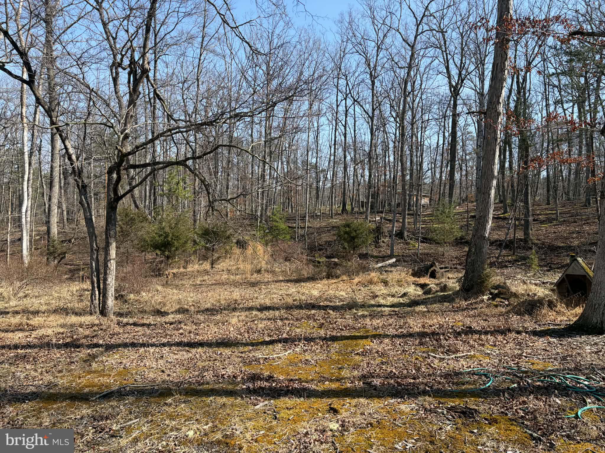 6427 Back Creek Road High View, WV 26808 - Photo 13 of 14 a view of a yard with trees