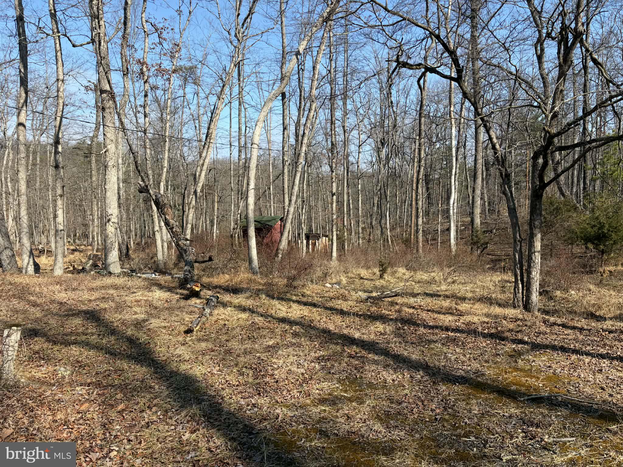 6427 Back Creek Road High View, WV 26808 - Photo 14 of 14 a view of a backyard with large trees