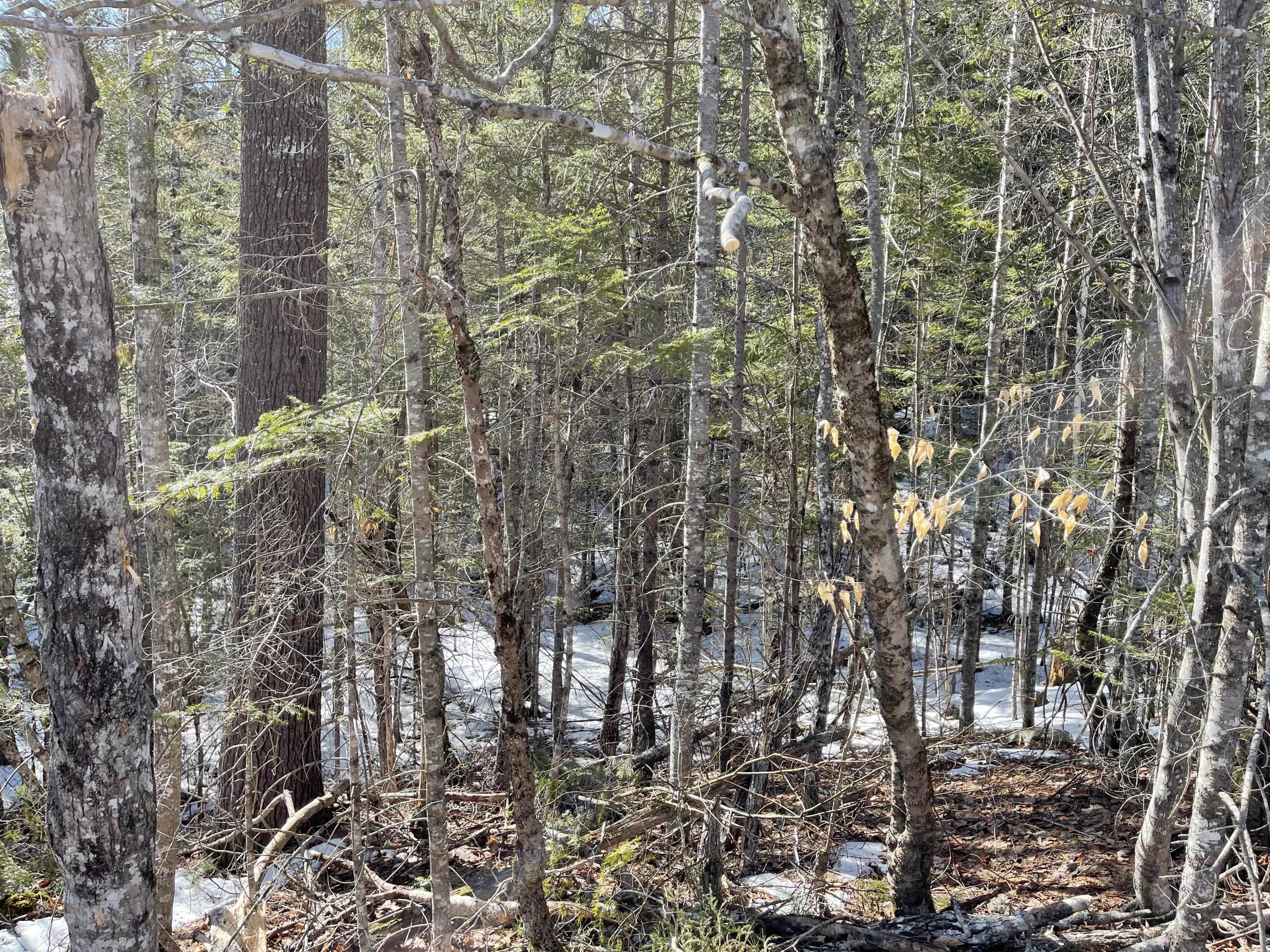 63-64 Kettle Ridge Northfield, ME 04654 - Photo 5 of 19 IMG-0822