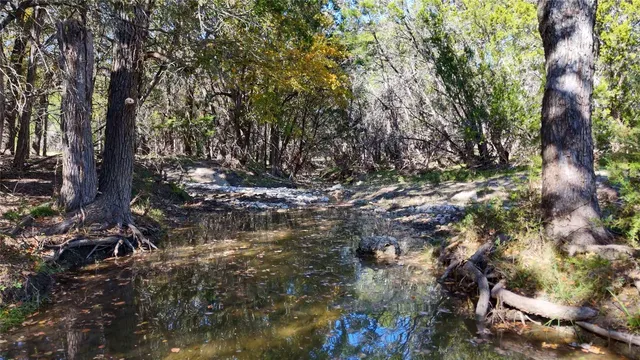 a view of a forest with a mountain