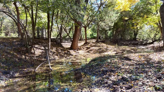a view of a large yard with lots of tall trees