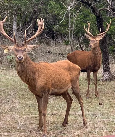a view of a tree in the middle of a yard