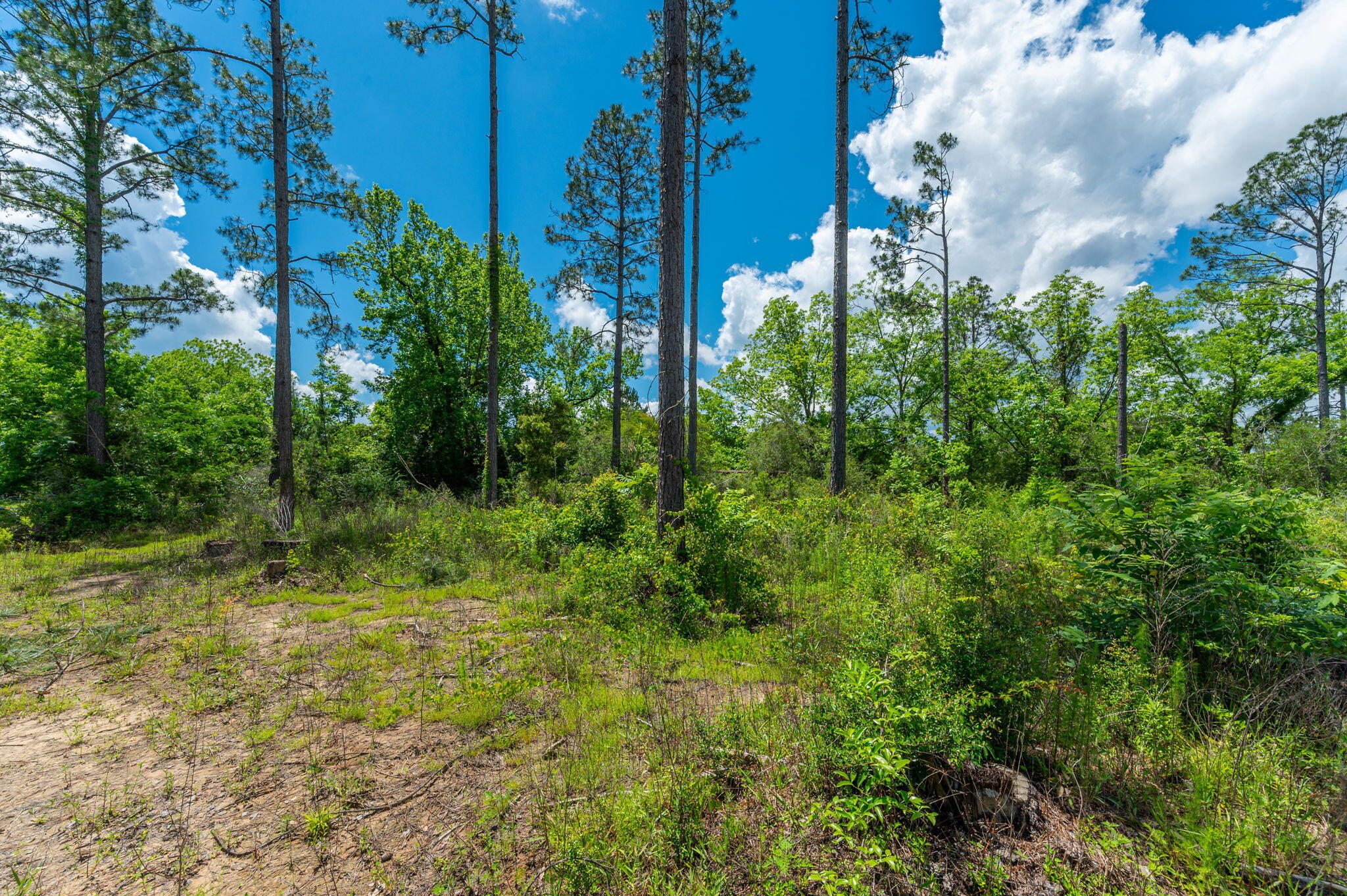 11 Sandy Ramp Road DeFuniak Springs, FL 32433 - Photo 18 of 25 a view of a garden