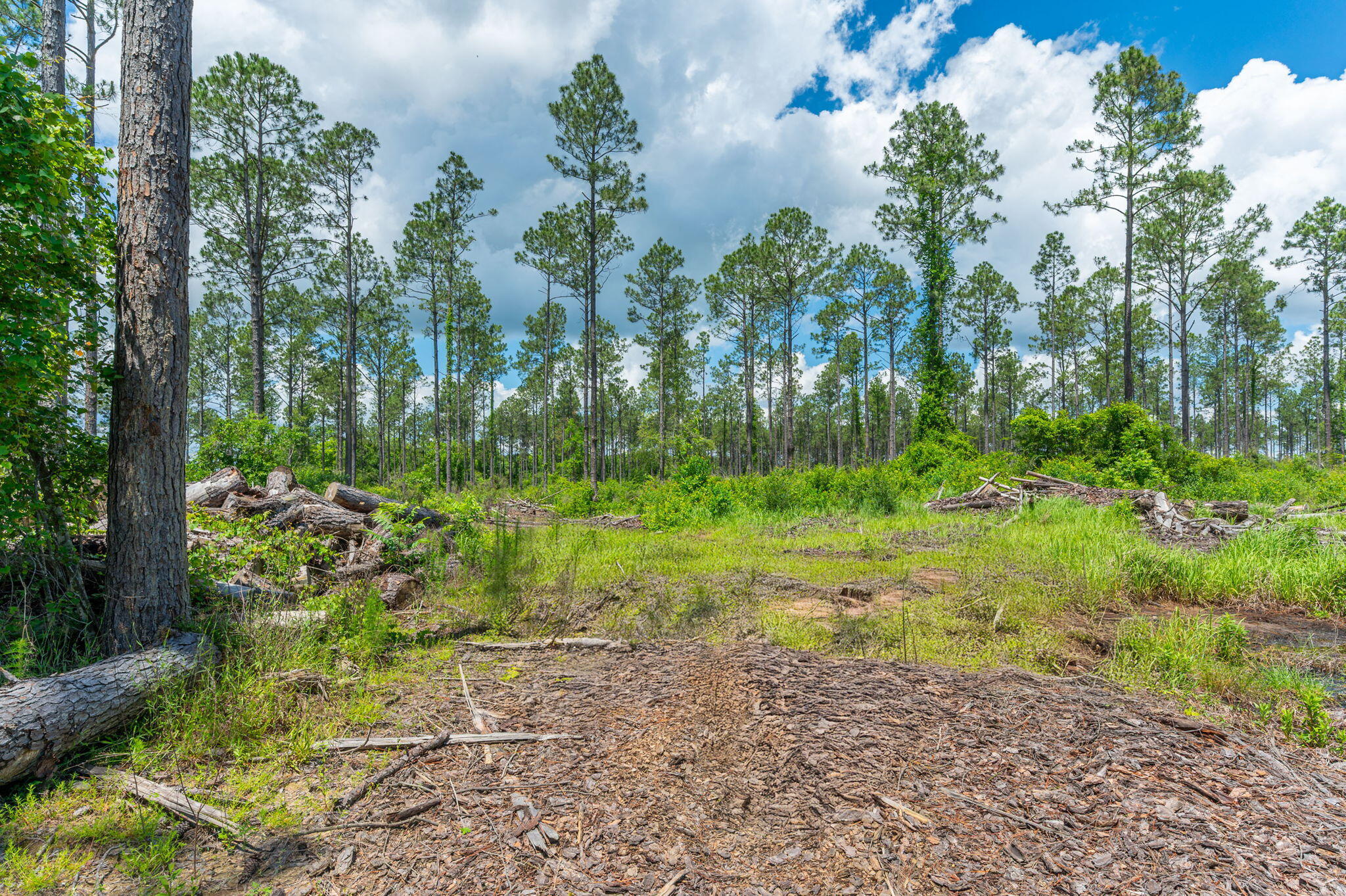 11 Sandy Ramp Road DeFuniak Springs, FL 32433 - Photo 19 of 25 a view of yard