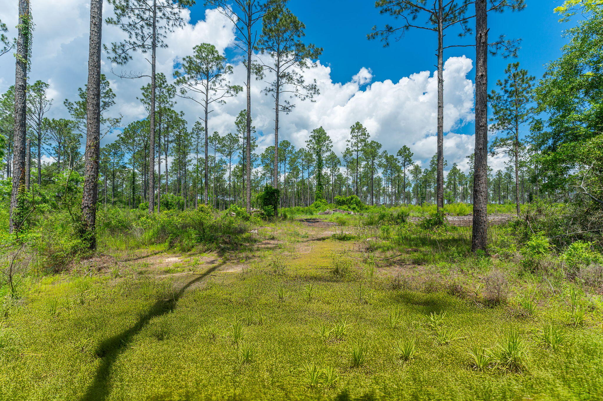 11 Sandy Ramp Road DeFuniak Springs, FL 32433 - Photo 3 of 25 a view of outdoor space with a garden