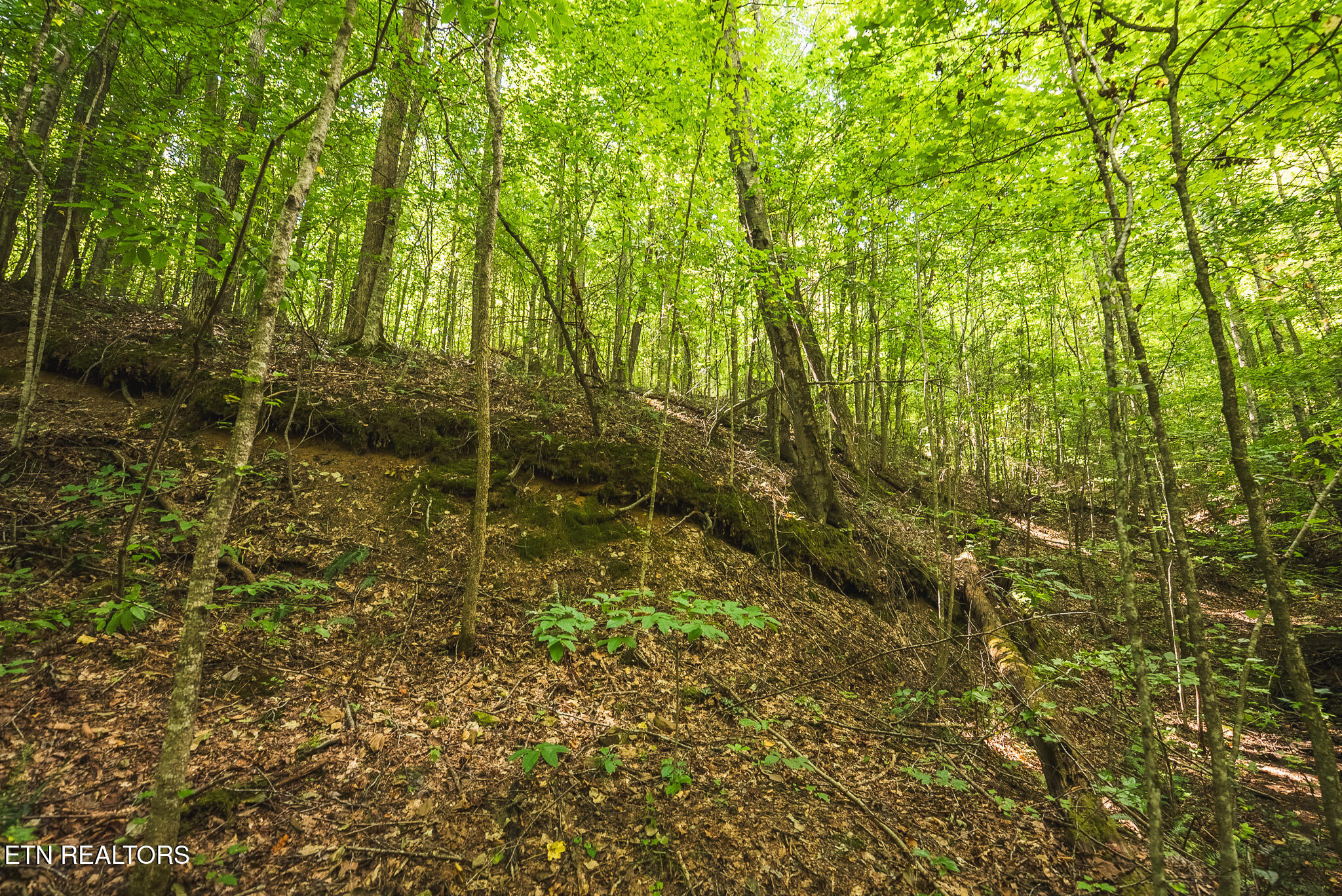Watson Hollow Road Speedwell, TN 37870 - Photo 28 of 37 DSC03638