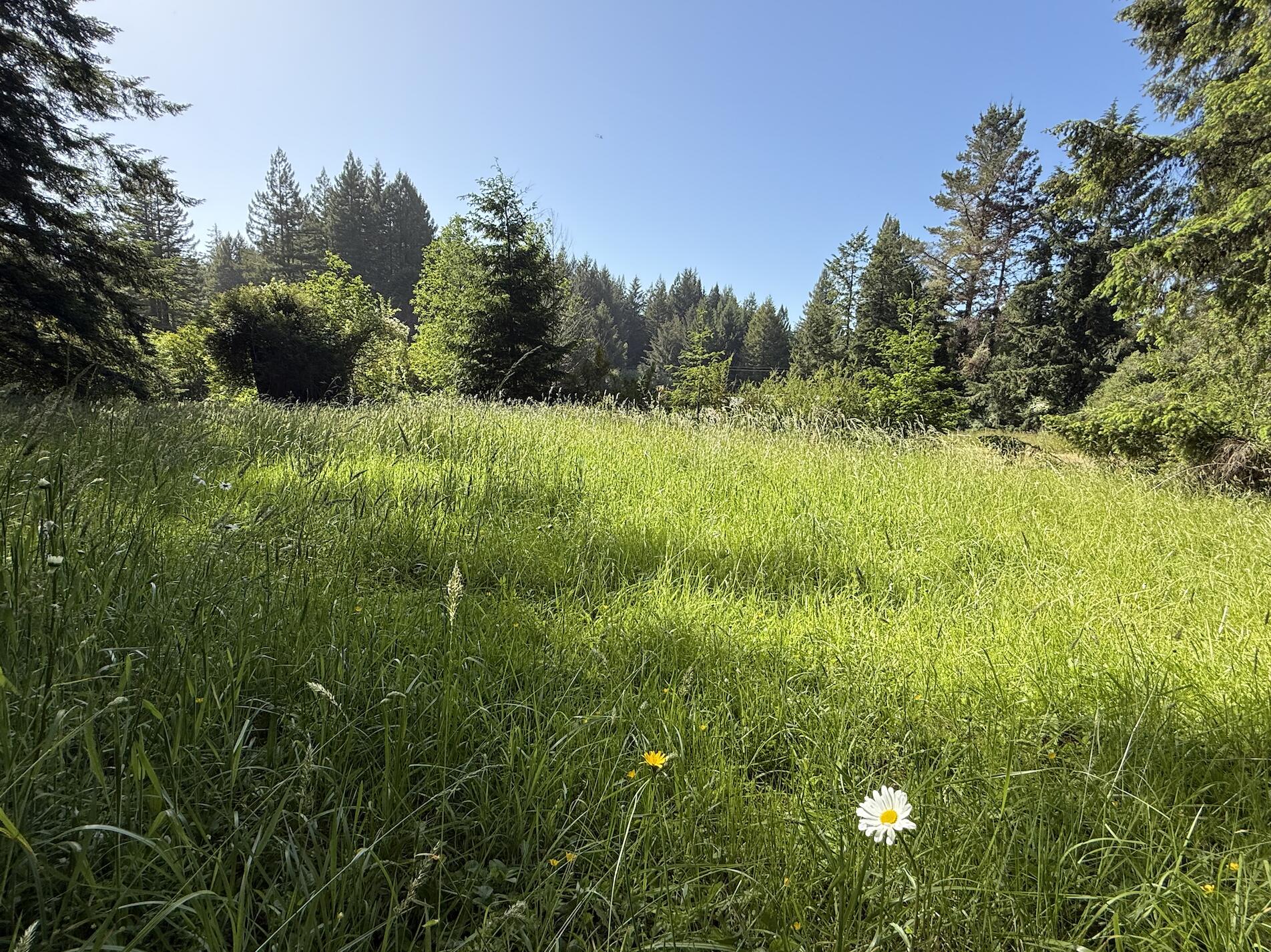 110 Pinnacle Lane Fieldbrook, CA 95519 - Photo 8 of 18