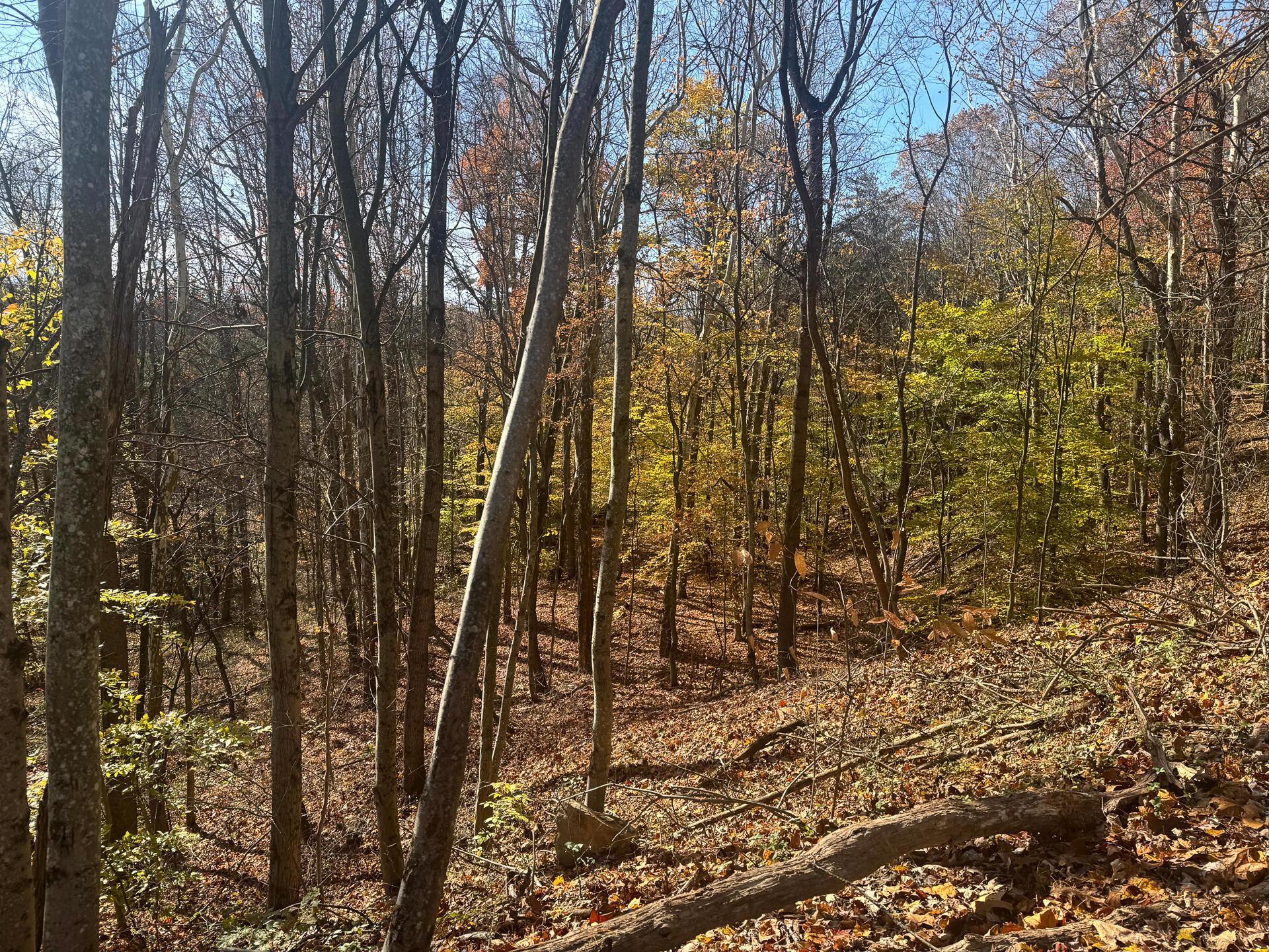 830 Nibert Road, Unit PONDS POPLAR RIDGE TRACT 3) Gallipolis, OH 45631 - Photo 9 of 23 CT-9