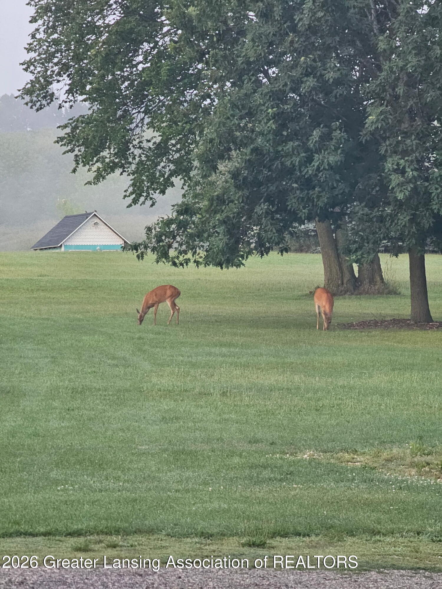 2426 East Colony Road St. Johns, MI 48879 - Photo 34 of 45 Yard Deer