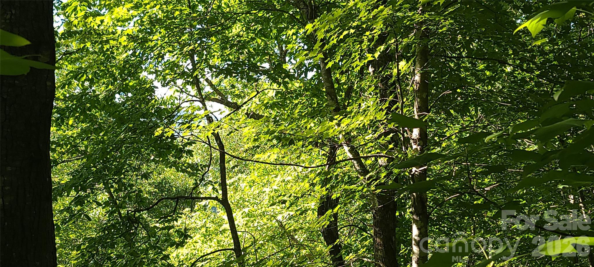 Lot#19 Mill Creek Road Old Fort, NC 28762 - Photo 10 of 13