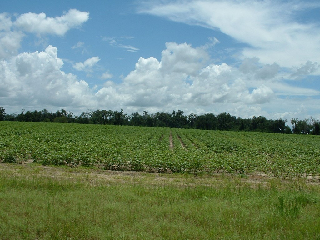2 Klondike Road Bascom, FL 32423 - Photo 4 of 10