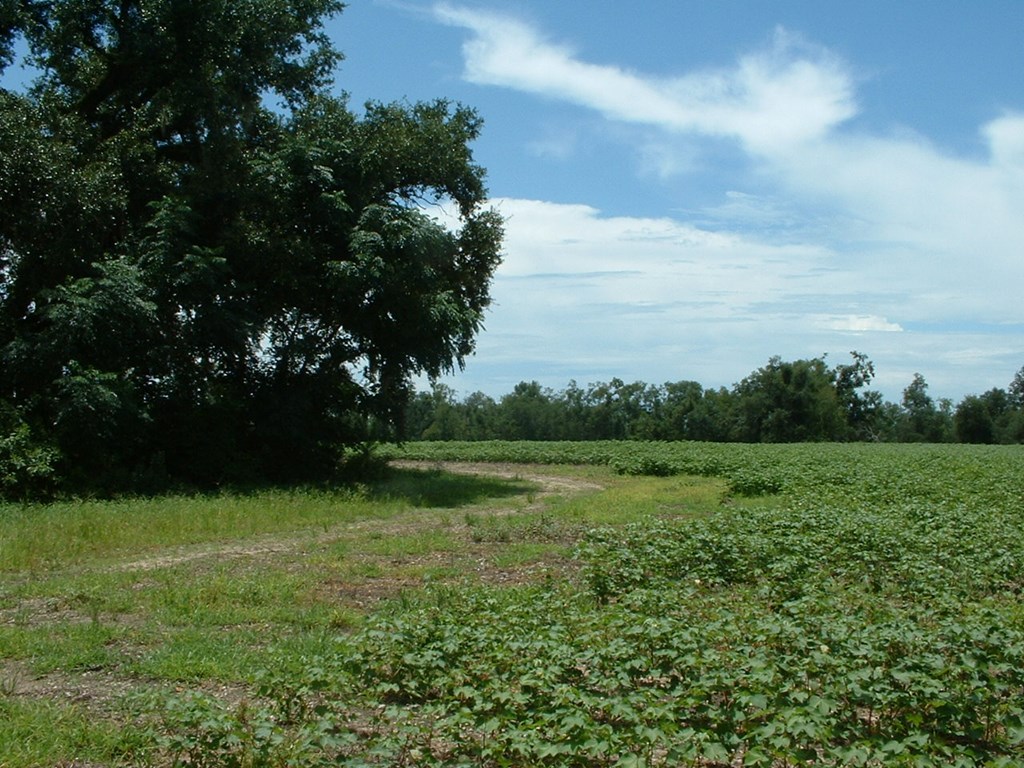 2 Klondike Road Bascom, FL 32423 - Photo 5 of 10
