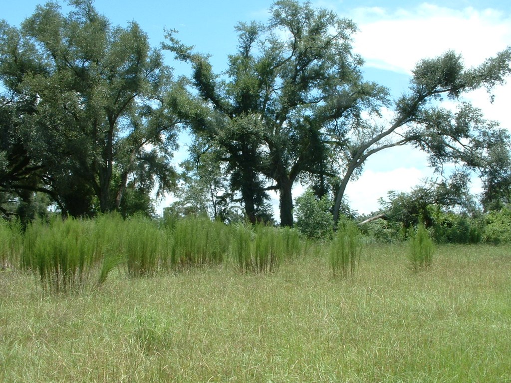 2 Klondike Road Bascom, FL 32423 - Photo 6 of 10