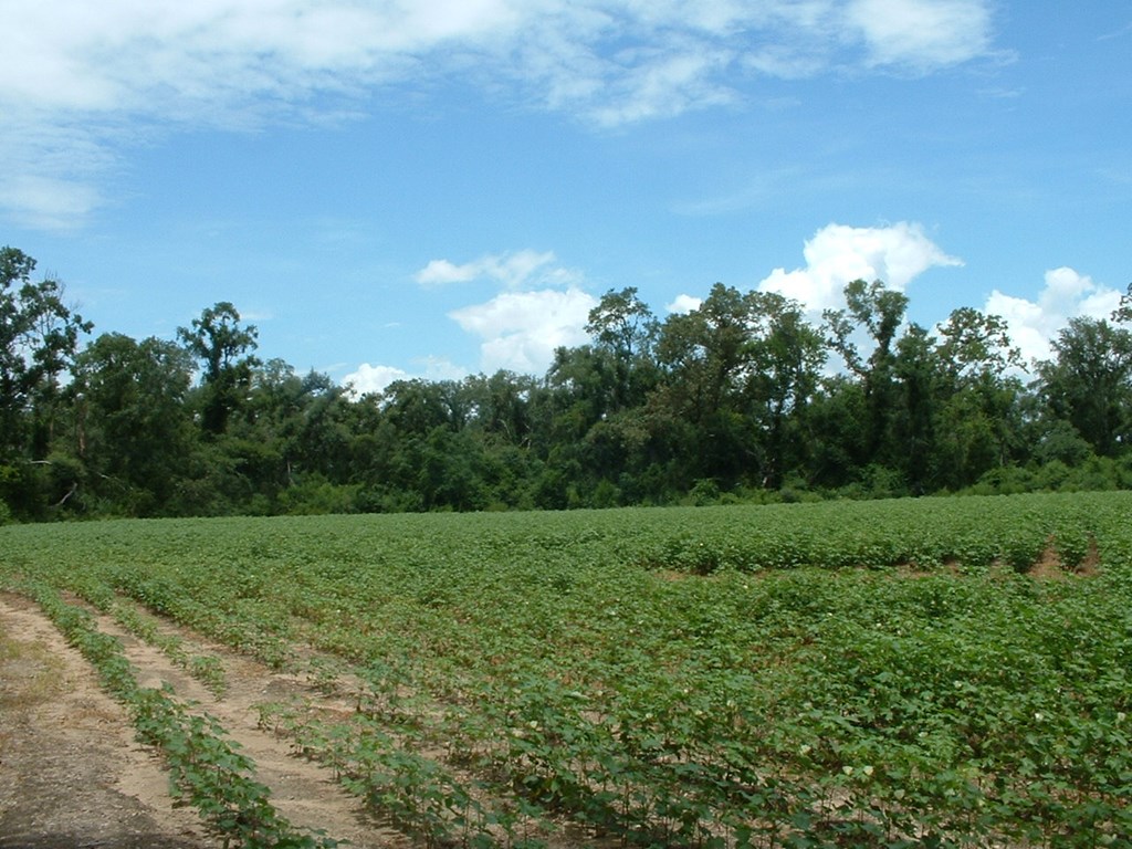 2 Klondike Road Bascom, FL 32423 - Photo 7 of 10