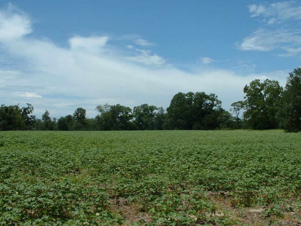2 Klondike Road Bascom, FL 32423 - Photo 9 of 10