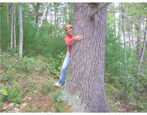 1 Sheppard Road Hiram, ME 04041 - Photo 5 of 9 Land/Lot. Mature tree growth can be...