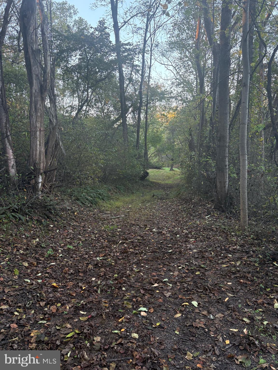 19150 Martinsburg Road Dickerson, MD 20842 - Photo 5 of 6 a view of a forest with trees in the background
