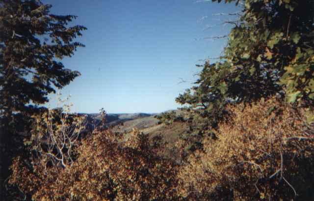 Tbd Tbd County Road New Castle, CO 81647 - Photo 2 of 4 a view of a tree
