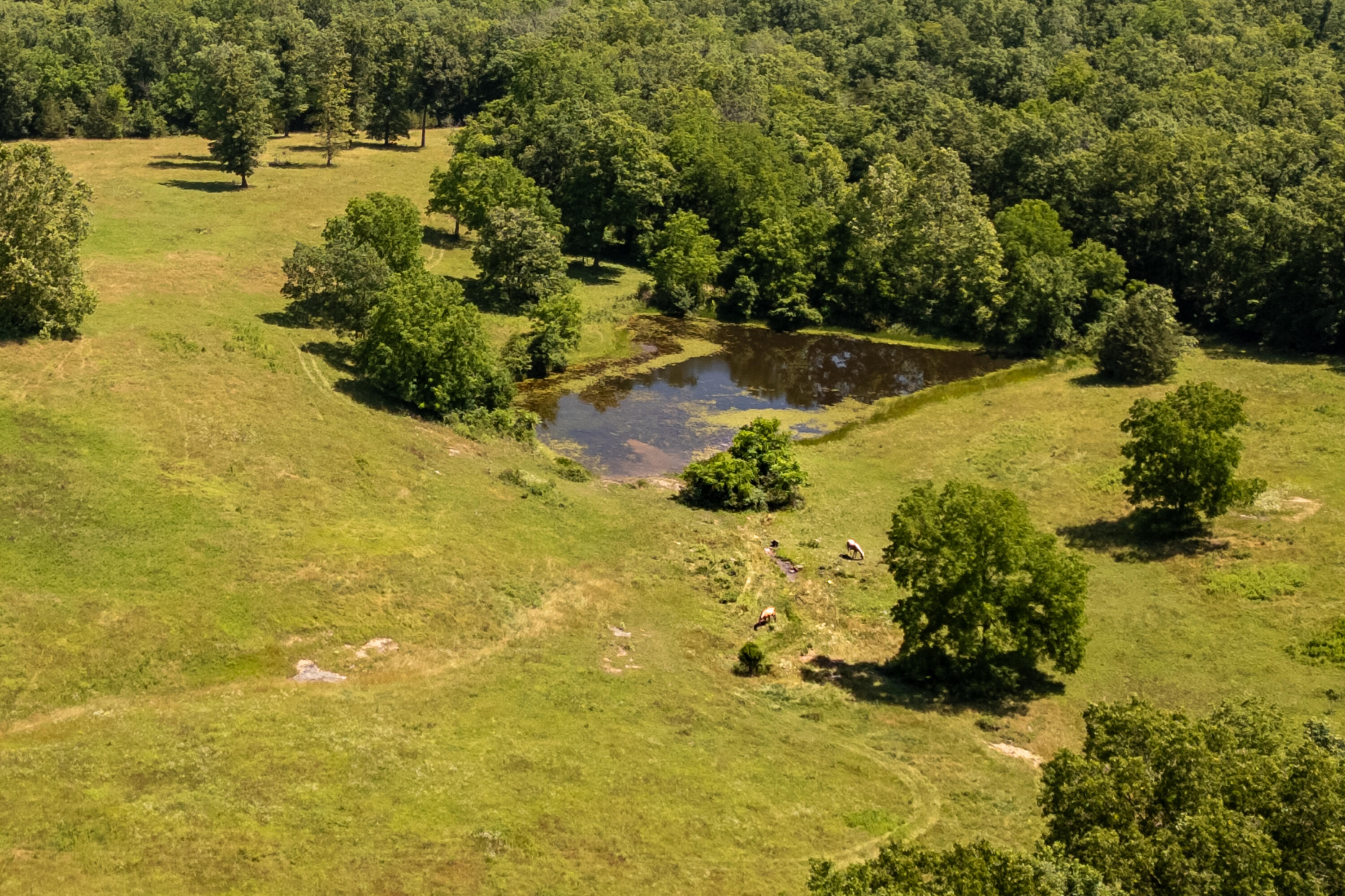 444 Rural Route 3, Unit O527 Ava, MO 65608 - Photo 69 of 89 AVA-FARM-DUSTIN-LEWIS-MLS-92