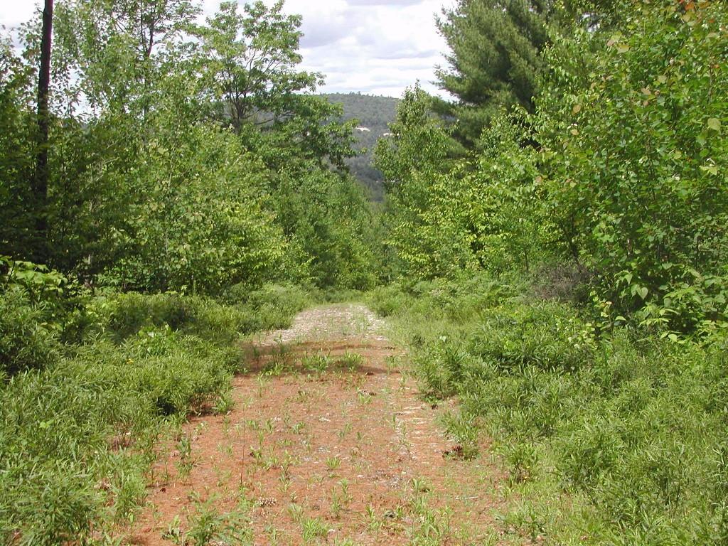 Lot 13 Ridgeview Harrison, ME 04040 - Photo 7 of 7 Drive way to hill-top lot.