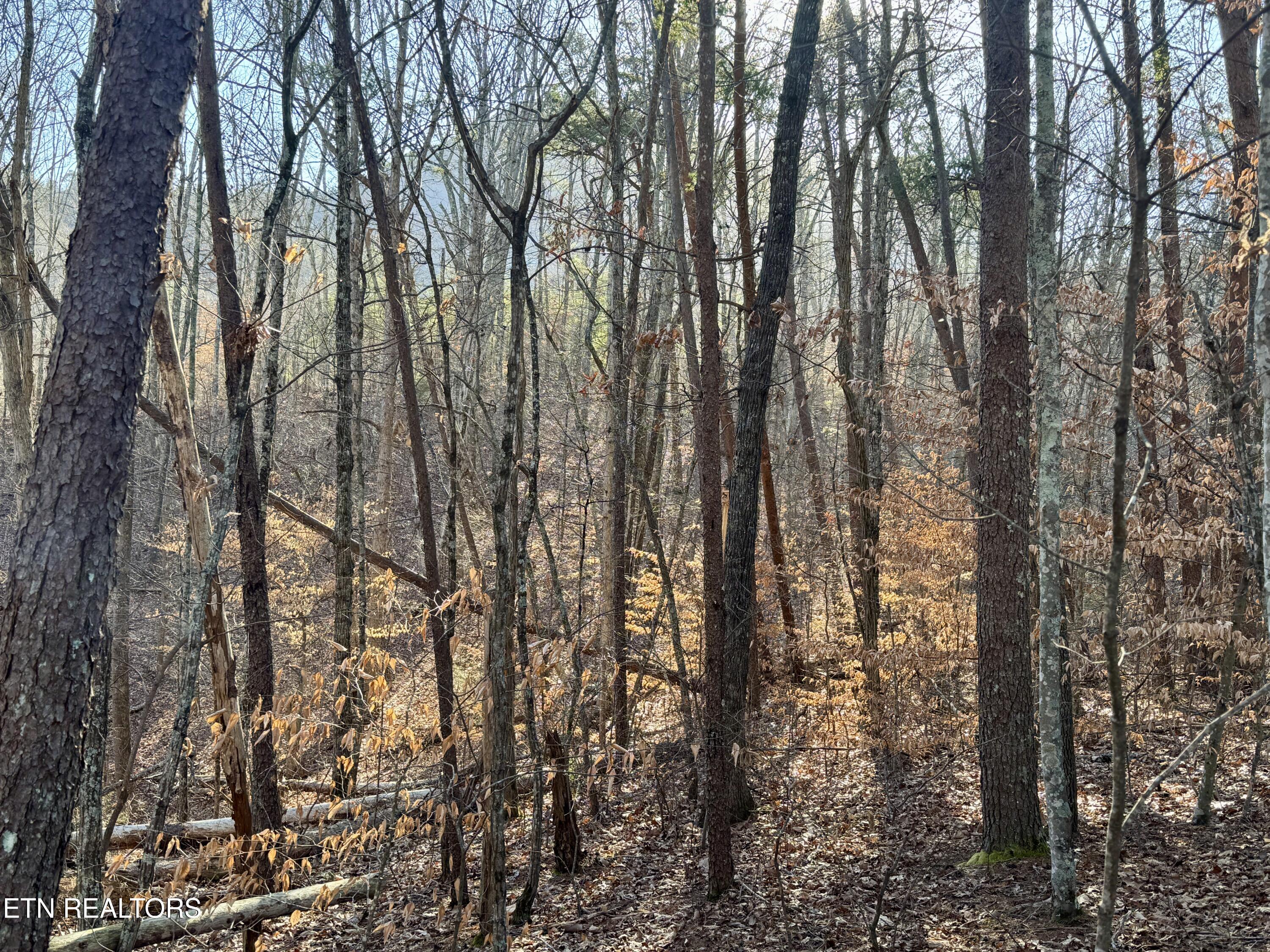 2.33 Acres Road Sevierville, TN 37876 - Photo 4 of 10 IMG_8896