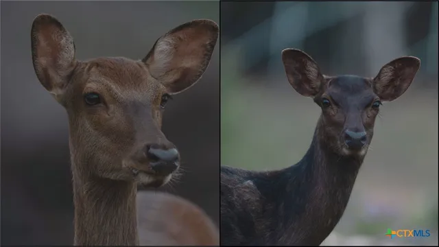 a backyard of a house with lots of green space and plants