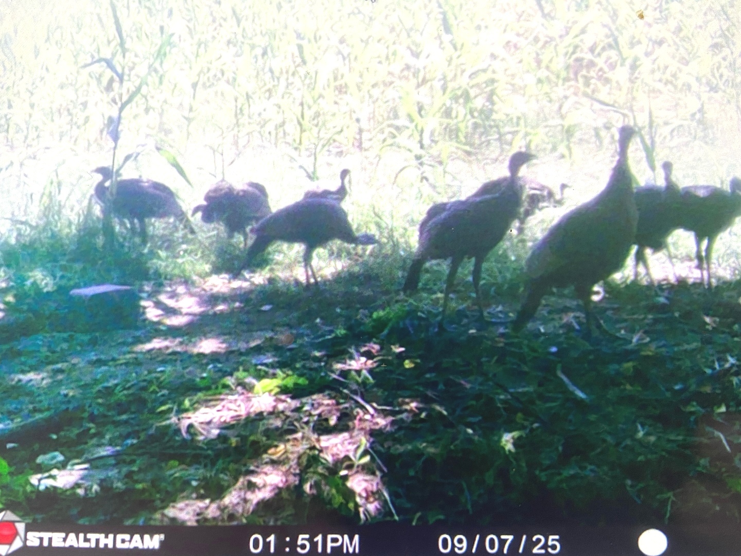 4763 Highway 127 Cobden, IL 62920 - Photo 36 of 42