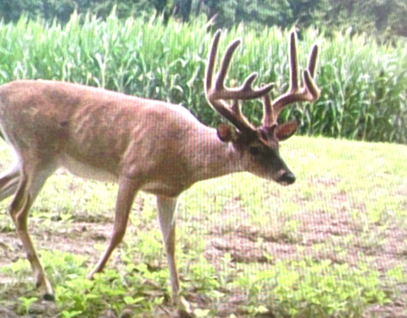 4763 Highway 127 Cobden, IL 62920 - Photo 40 of 42