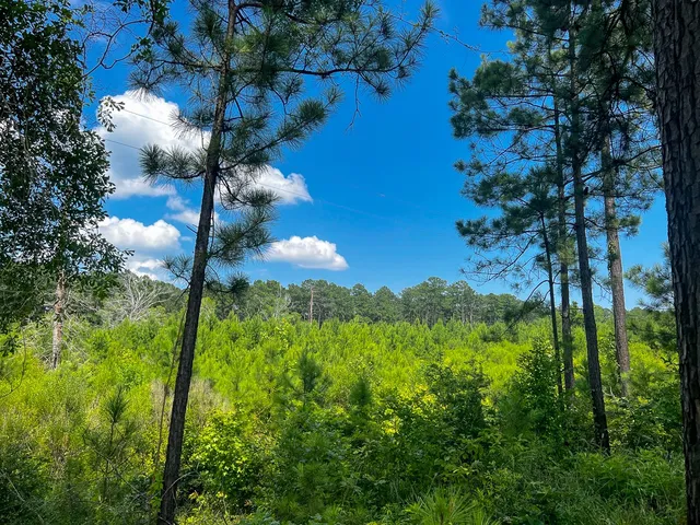 $94,250 | 3 Fire Tower Drive, Hemphill, TX 75948