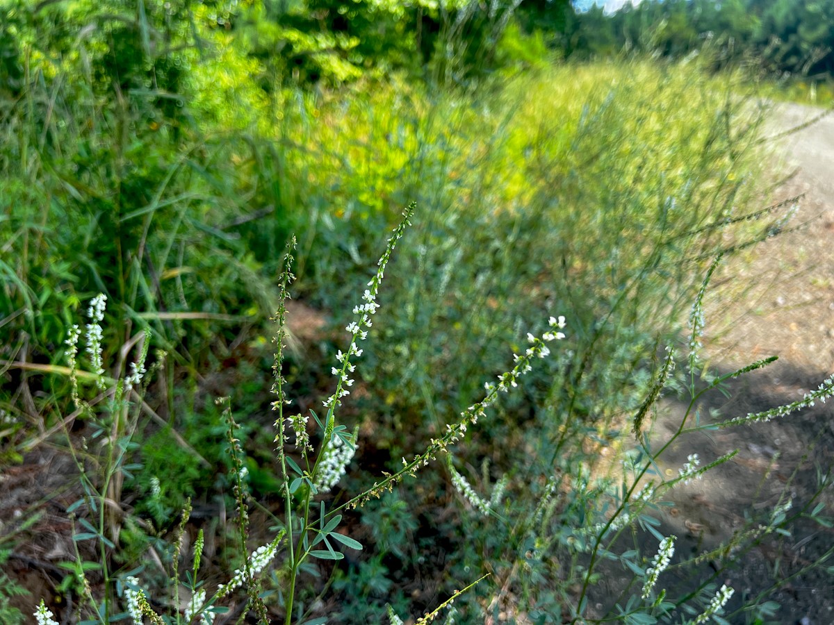 3 Fire Tower Drive Hemphill, TX 75948 - Photo 5 of 7