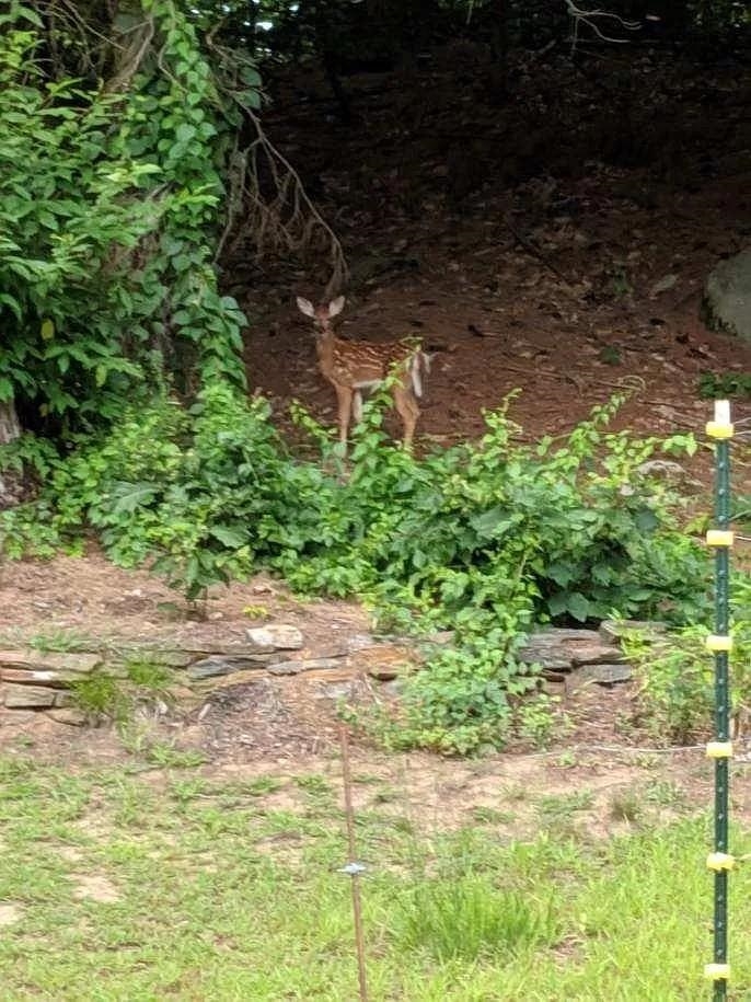 244 Page Road Bow, NH 03304 - Photo 37 of 37