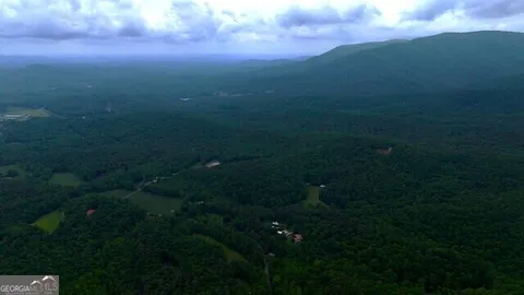 a view of a lush green forest