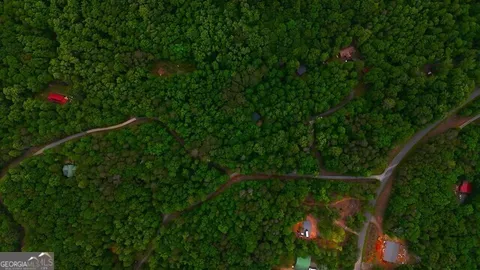 a view of a lush green forest