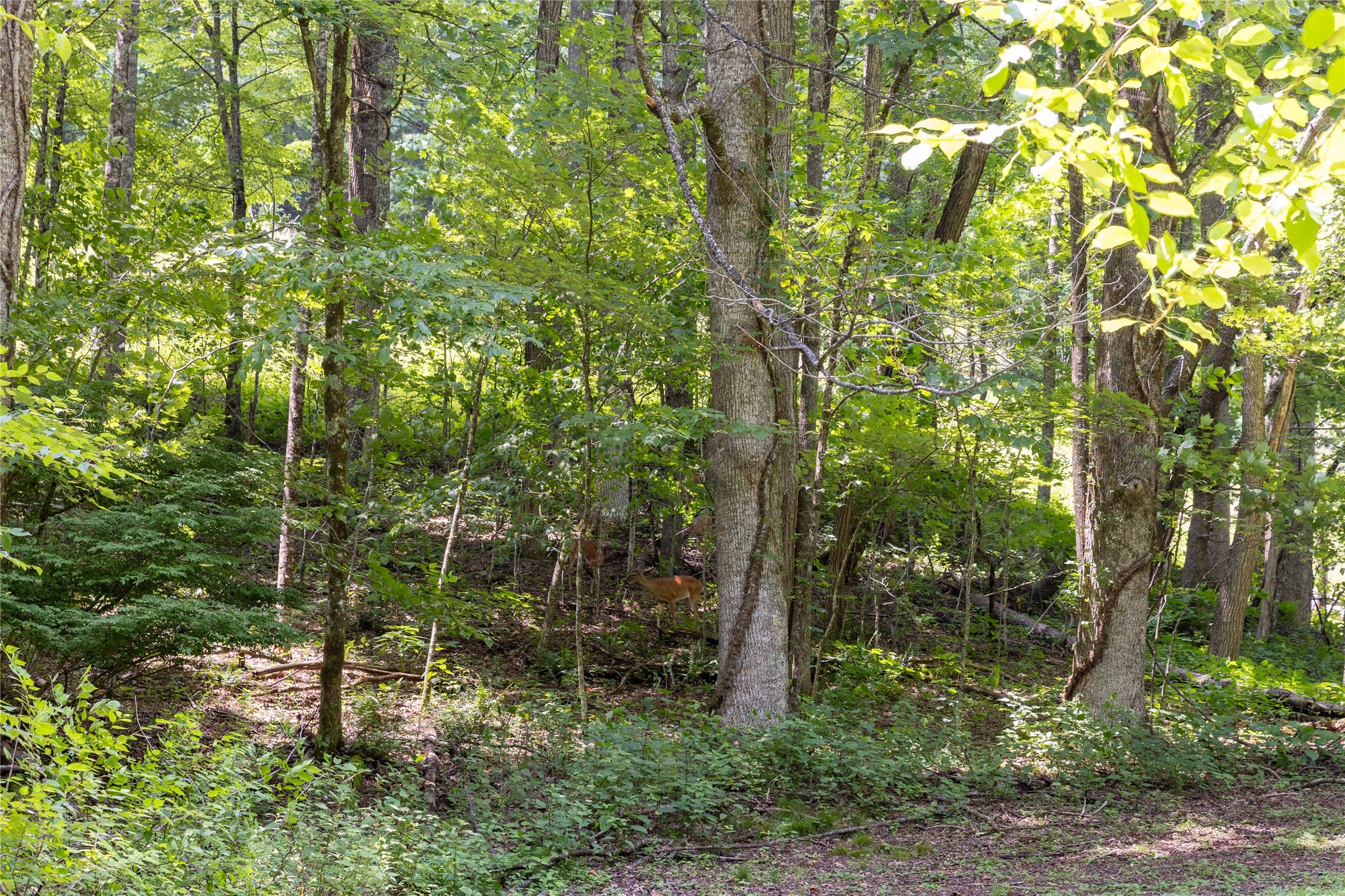 Tbd Aimless Hl Road Cashiers, NC 28717 - Photo 28 of 43 Gallery Image 28