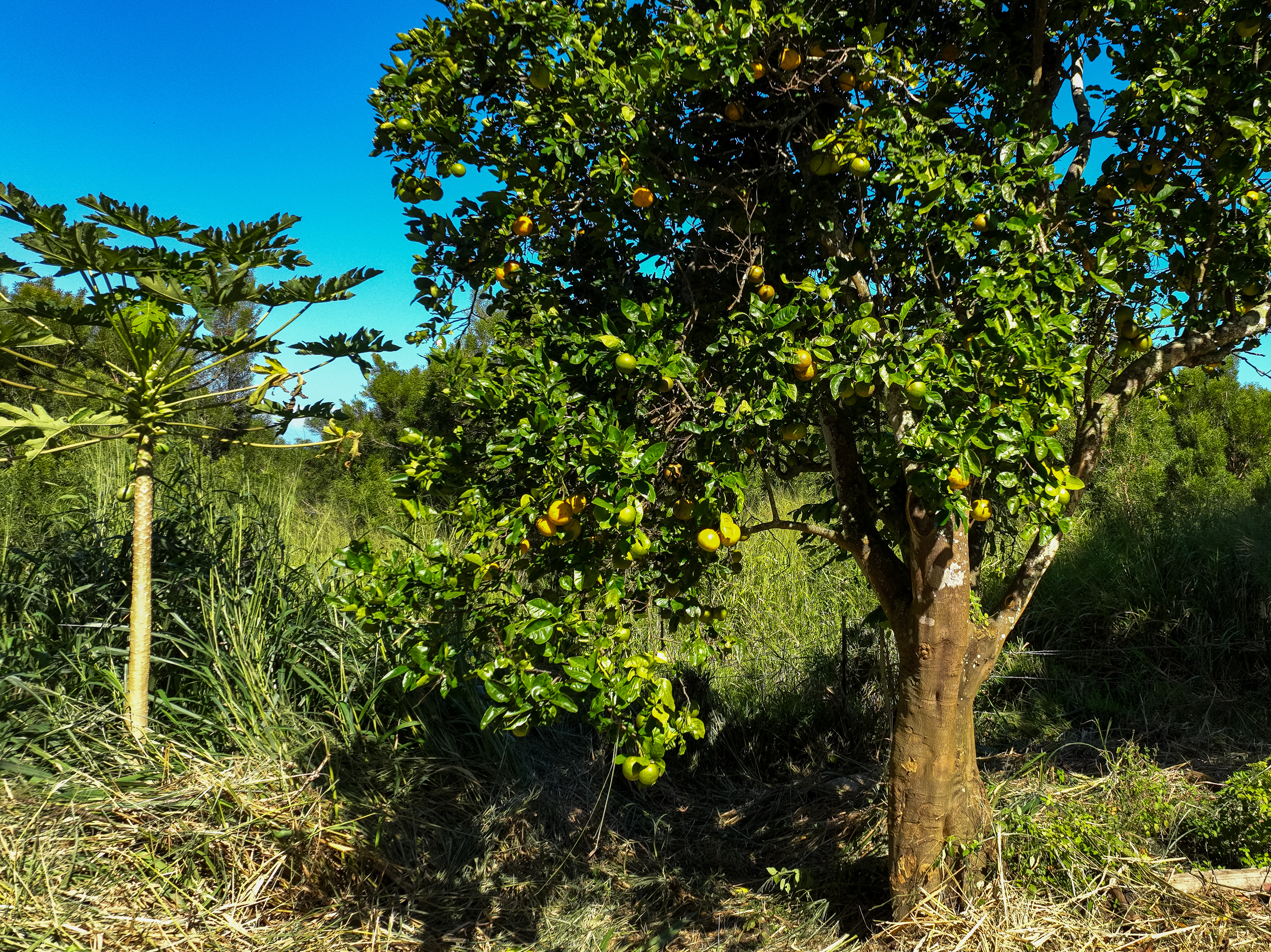 55-680 Hawi Road Hawi, HI 96719 - Photo 13 of 30 a picture of tree