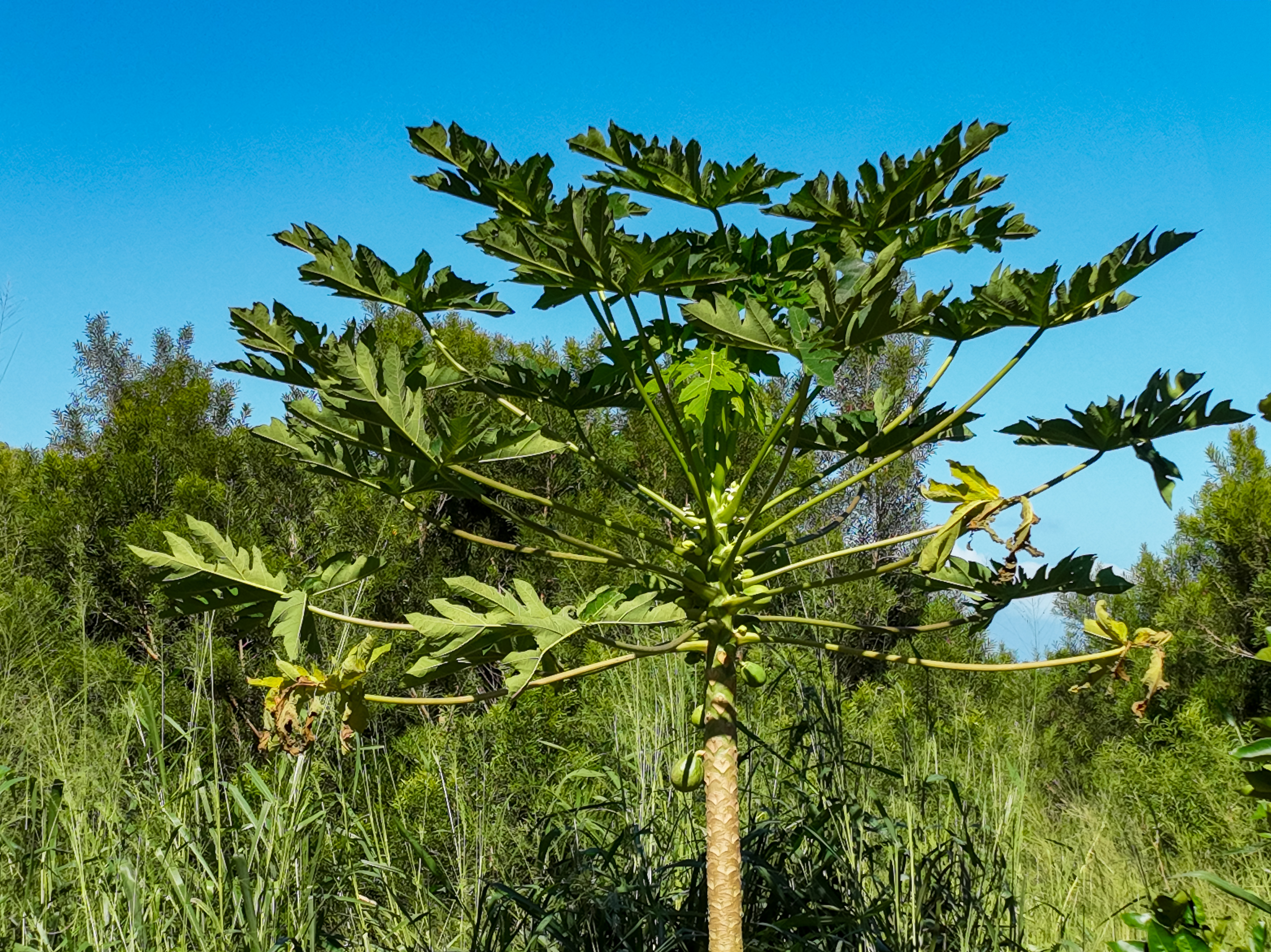 55-680 Hawi Road Hawi, HI 96719 - Photo 17 of 30 a view of a plant in a garden