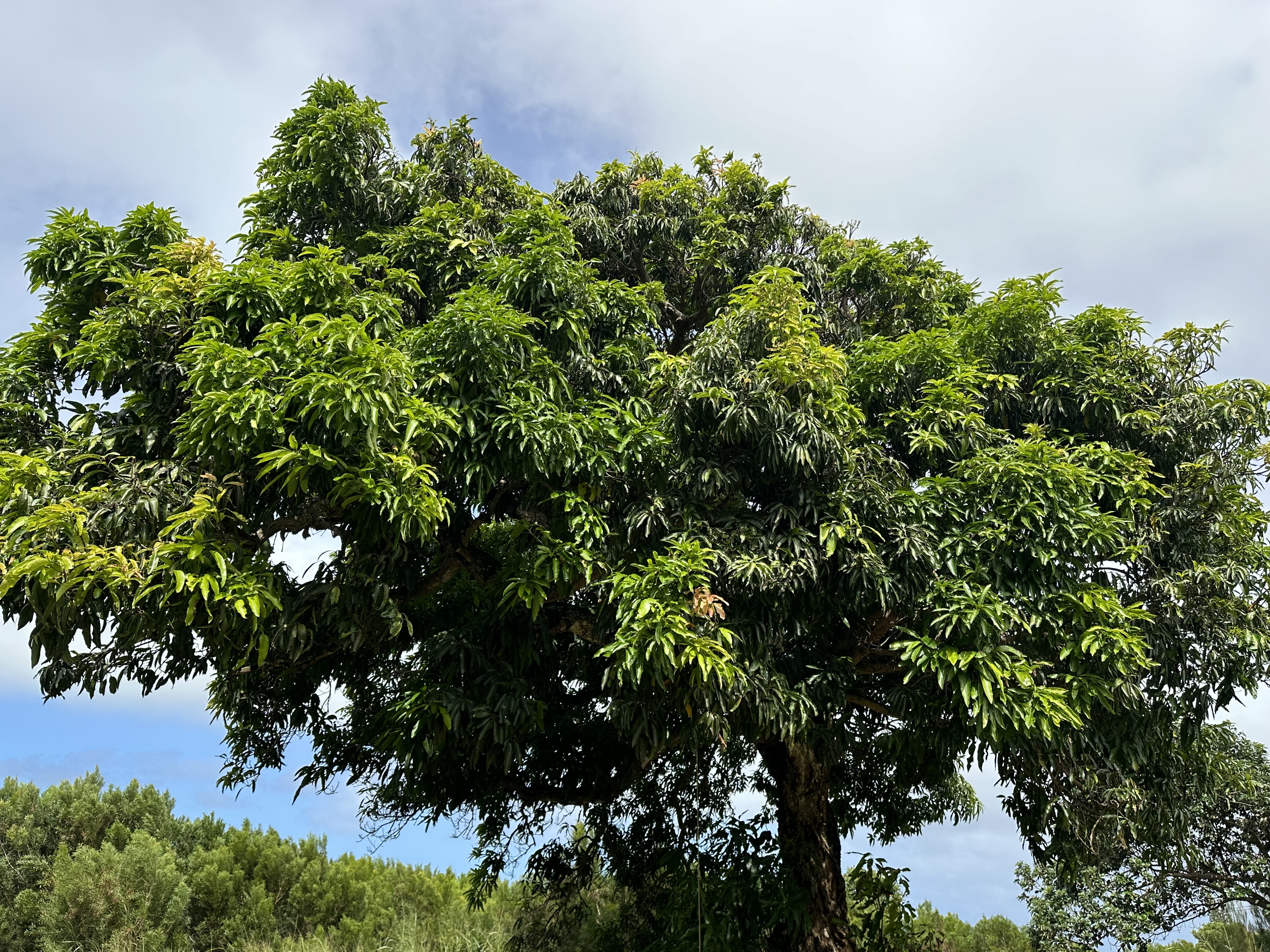 55-680 Hawi Road Hawi, HI 96719 - Photo 24 of 30 a picture of tree