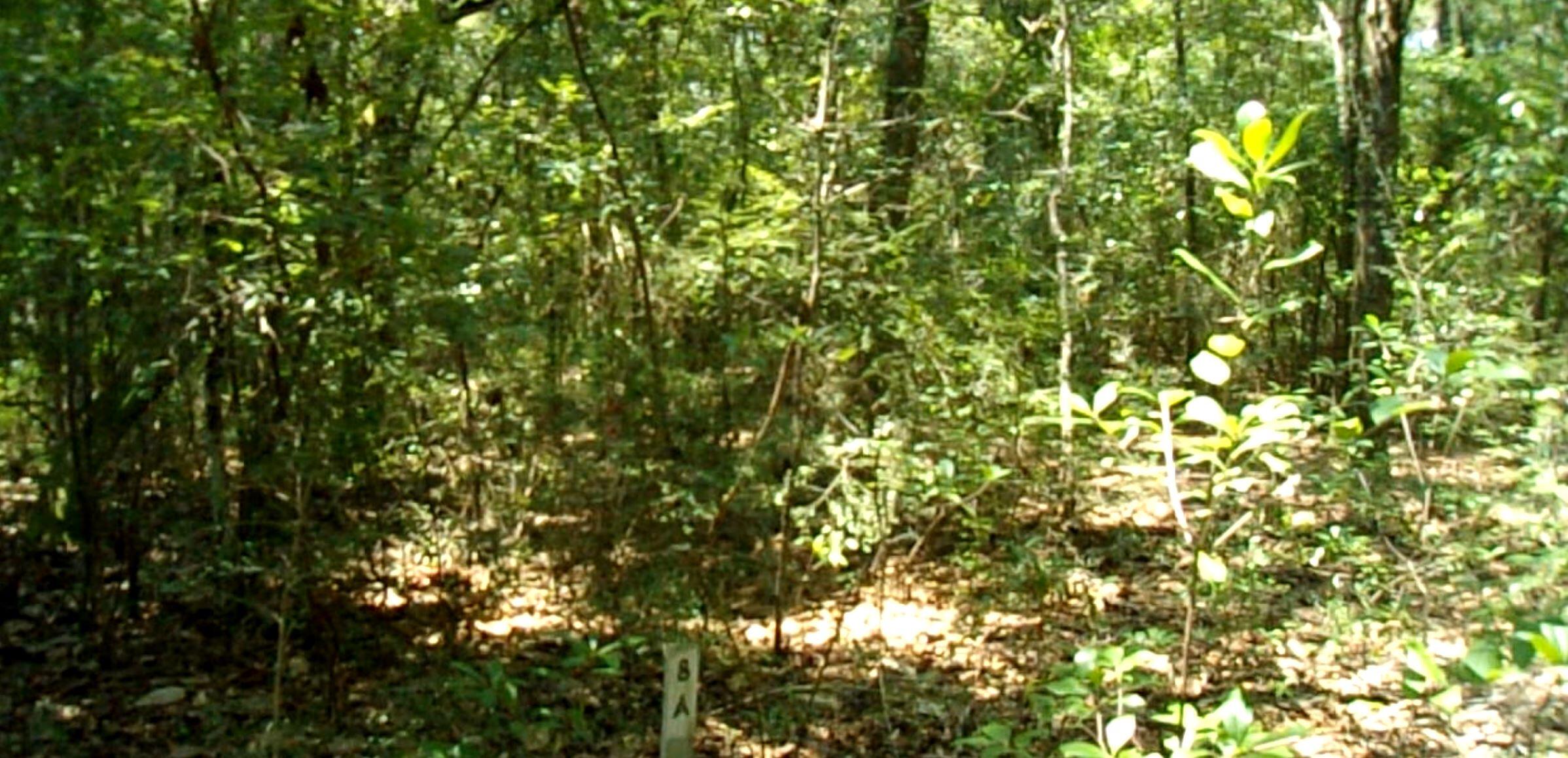 1.81-ac Retreat Inlet Baker, FL 32531 - Photo 2 of 19 Front of Property