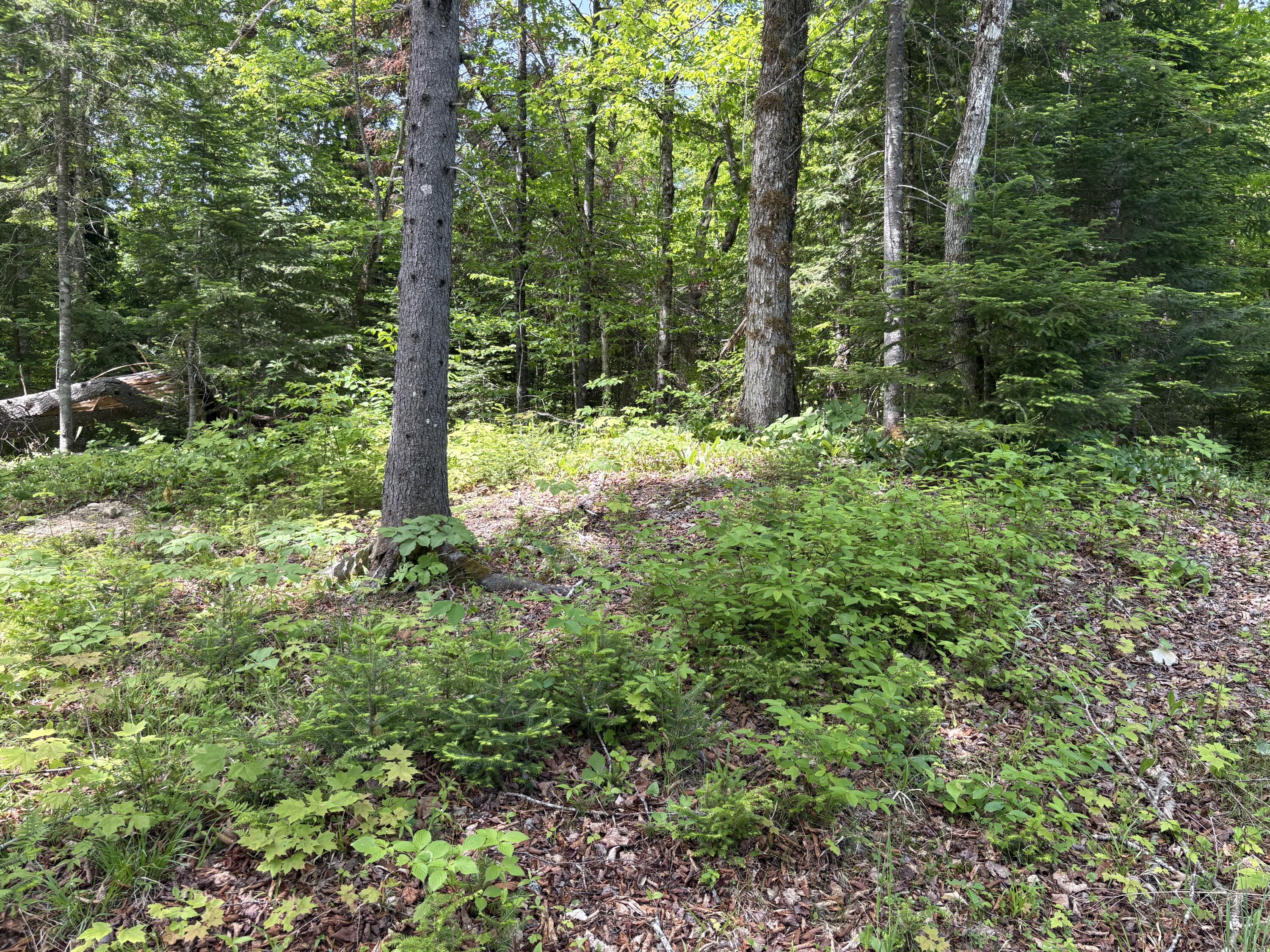 Lot 12 South South Branch Rd Tc Bridgewater, ME 04735 - Photo 39 of 41