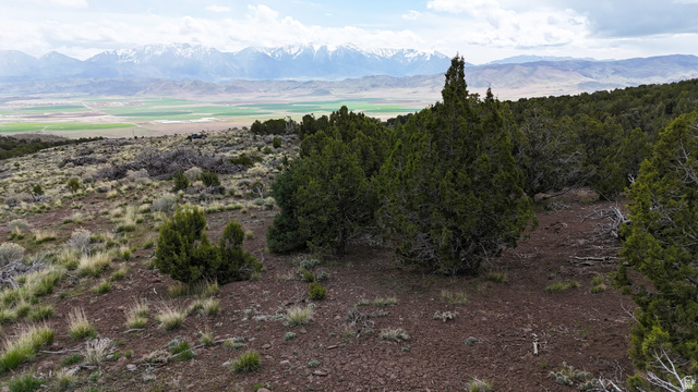 123 West Tbd Willow Spring Road Eureka, UT 84628 - Photo 38 of 60 Expansive natural landscape featuring scattered evergreen trees and low-lying brush