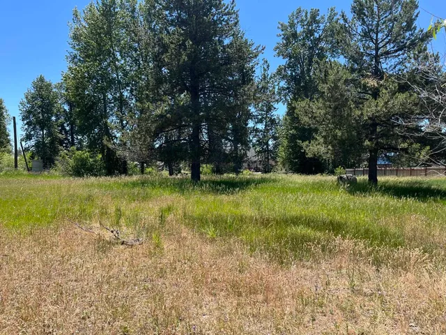 a view of a garden with a tree